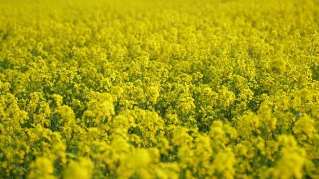 View of yellow mustard flowers in a field Bangladesh.