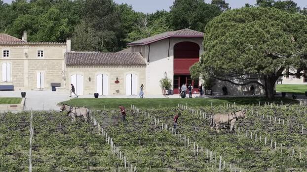 Aerial view of Domaine de Chevalier winery and horses in the vineyard France. Aerial view of Domaine de Chevalier winery and horses in the vineyard France.