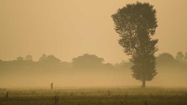 View of a lone tree in a misty field at sunrise Bangladesh.