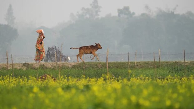 View of a woman walking with a calf in a rural field Bangladesh.
