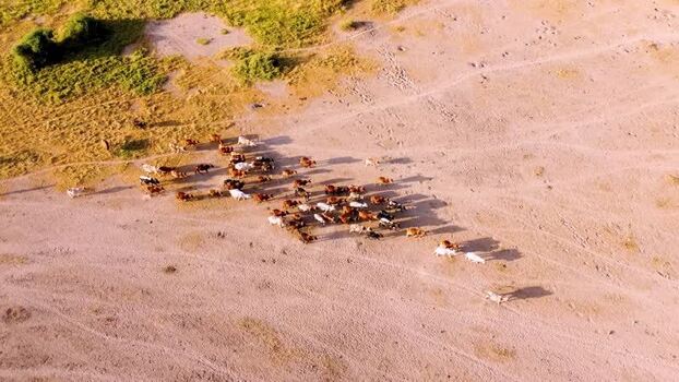 Aerial view of cattle herd in Amboseli National Park Kenya.