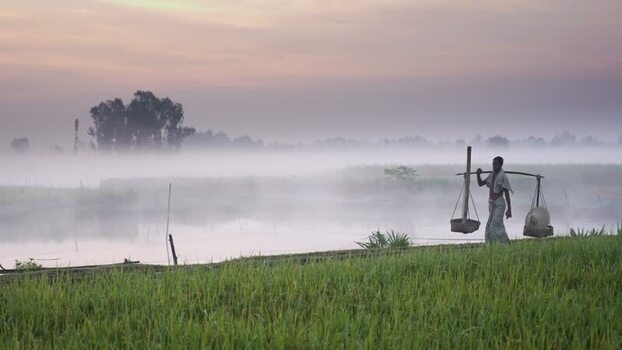 View of a farmer carrying a yoke through a misty field Bangladesh. View of a farmer carrying a yoke through a misty field Bangladesh.
