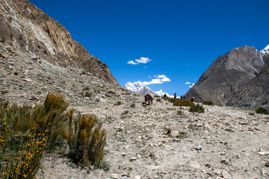 View of K2 Base Camp trail with a pack animal and hikers traversing the rocky mountain terrain under a clear blue sky in Ghakhar Gilgit Pakistan. View of K2 Base Camp trail with a pack animal and hikers traversing the rocky mountain terrain under a clear blue sky in Ghakhar Gilgit Pakistan.