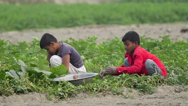 View of two boys harvesting crops in a field Bangladesh.
