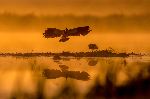 View of northern lapwings in a marshy wetland at sunrise with one bird in flight and another standing on a small island reflected in calm water in Debrzno Pomeranian Voivodeship Poland.