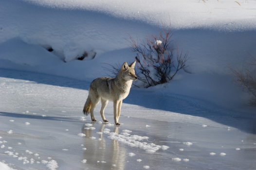View of a coyote standing on the frozen snow covered surface of a river in Yellowstone National Park Wyoming United States. View of a coyote standing on the frozen snow covered surface of a river in Yellowstone National Park Wyoming United States.