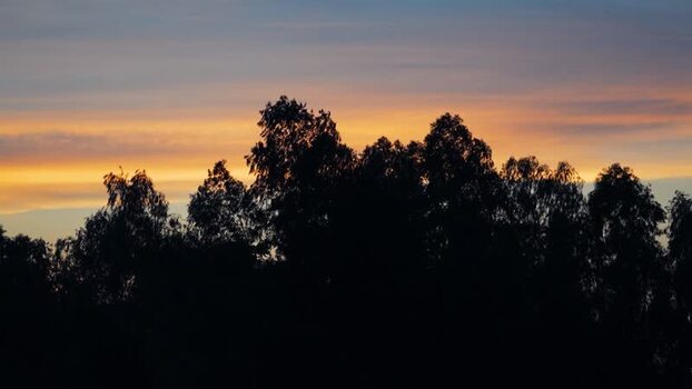 View of tree silhouettes against a sunset sky in Bogura Bangladesh.