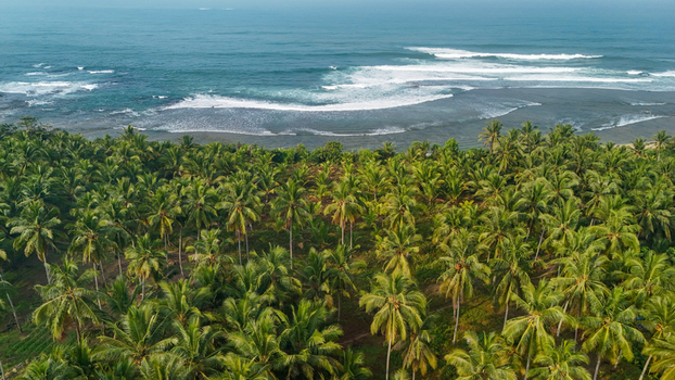 Aerial view of a lush coconut palm forest bordering a sandy beach with turquoise ocean waves in Indonesia. Aerial view of a lush coconut palm forest bordering a sandy beach with turquoise ocean waves in Indonesia.