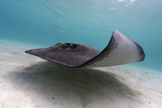 View of a stingray swimming over the white sandy seabed in clear turquoise water Moorea Maiao Windward Islands French Polynesia.