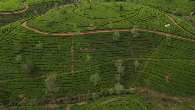 Aerial view of tea plantations in Nuwara Eliya Sri Lanka. Aerial view of tea plantations in Nuwara Eliya Sri Lanka.