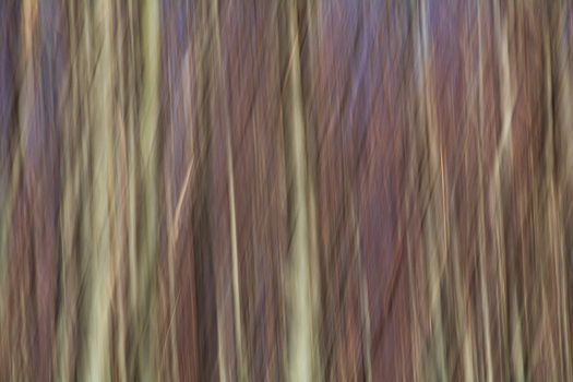 View of an abstract forest of blurred vertical lines of brown purple and pale green hues creating a sense of movement and depth Comano Tuscany Italy. View of an abstract forest of blurred vertical lines of brown purple and pale green hues creating a sense of movement and depth Comano Tuscany Italy.
