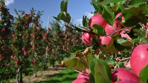 View of apple orchard in Jork Germany.