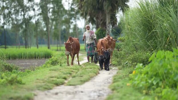View of an elderly farmer walking with cattle on a rural path Bangladesh. View of an elderly farmer walking with cattle on a rural path Bangladesh.