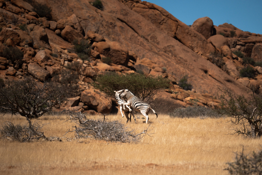 View of zebras clashing amidst the golden grasslands and rocky outcrops under a clear blue sky in the arid landscape Spitzkoppe Erongo Region Namibia.