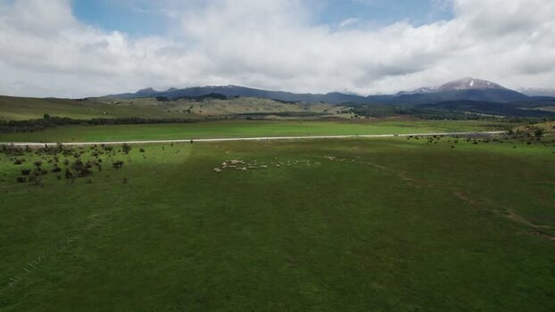 Aerial view of sheep grazing in a field near Coyhaique Chile. Aerial view of sheep grazing in a field near Coyhaique Chile.