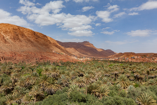 View of a lush palm oasis nestled in a desert valley with towering red rocky mountains under a bright blue sky in Morocco.