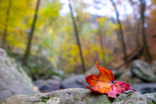View of a vibrant red maple leaf resting on a weathered rock amidst the blurred backdrop of autumn trees creating a serene and colorful scene Arkansas United States. View of a vibrant red maple leaf resting on a weathered rock amidst the blurred backdrop of autumn trees creating a serene and colorful scene Arkansas United States.