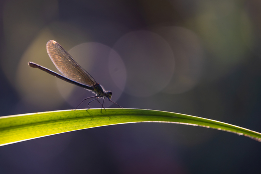View of a damselfly perched on a green leaf blade with translucent wings backlit by the sun in Wittenheim Grand Est France. View of a damselfly perched on a green leaf blade with translucent wings backlit by the sun in Wittenheim Grand Est France.