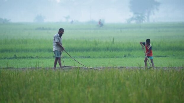 View of farmers working in a lush green field Bangladesh. View of farmers working in a lush green field Bangladesh.
