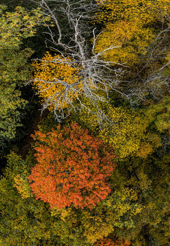 Aerial view of a vibrant autumn forest with orange yellow and green foliage and a bare tree standing out against the colorful canopy in Sigulda Sigulda Municipality Latvia. Aerial view of a vibrant autumn forest with orange yellow and green foliage and a bare tree standing out against the colorful canopy in Sigulda Sigulda Municipality Latvia.