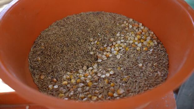View of rice paddy and corn kernels in an orange bowl Nepal.