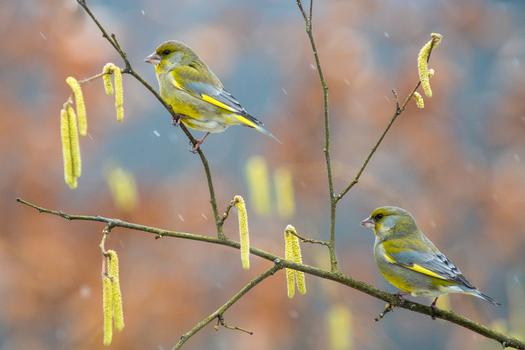 View of two European greenfinches perched on a hazel branch with yellow catkins during a light snowfall in Debrzno Pomeranian Voivodeship Poland.