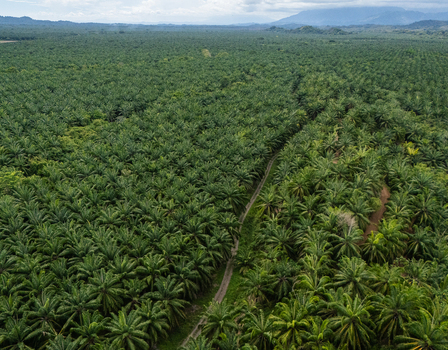 Aerial view of the Llorona Palm Fields with dense rows of palm trees and a narrow dirt road under a cloudy sky in Quepos Provincia de Puntarenas Costa Rica. Aerial view of the Llorona Palm Fields with dense rows of palm trees and a narrow dirt road under a cloudy sky in Quepos Provincia de Puntarenas Costa Rica.