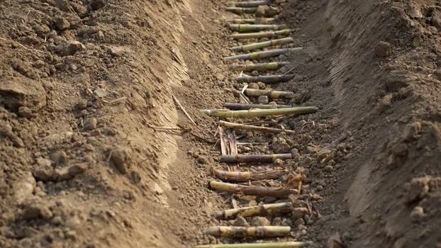 View of sugarcane stalks laid in a furrow for planting Nepal. View of sugarcane stalks laid in a furrow for planting Nepal.