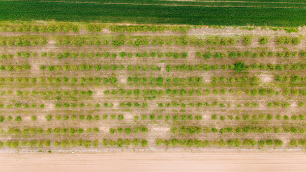 Aerial view of neat rows of fruit trees in an orchard bordered by green and brown agricultural fields Sabac Vojvodina Serbia.