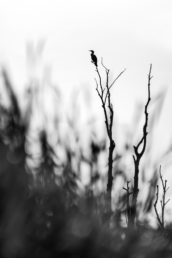 View of a cormorant perched on a bare dead tree branch against a bright blurred background in Debrzno Pomeranian Voivodeship Poland.