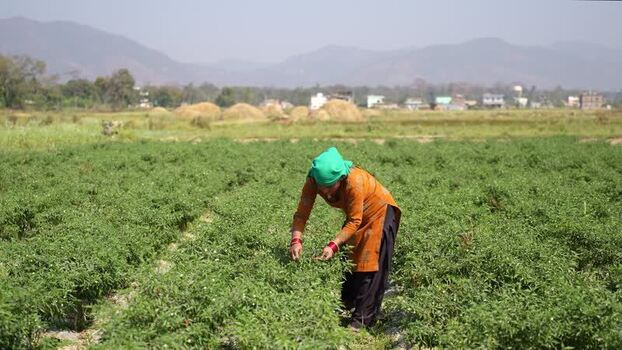 View of a woman working in a green field in Dang Nepal.