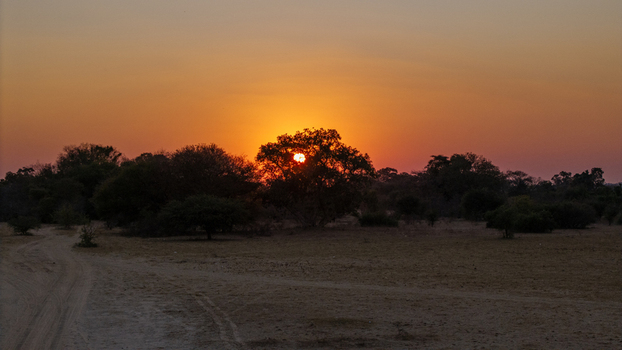 Aerial view of the sun setting behind acacia trees in the vast savanna landscape of the Okavango Delta North West District Botswana. Aerial view of the sun setting behind acacia trees in the vast savanna landscape of the Okavango Delta North West District Botswana.