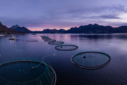 Aerial view of a salmon farm in the fjords of Lofoten during the polar night with circular fish pens floating in calm water against a backdrop of snow capped mountains Lofoten Norway.
