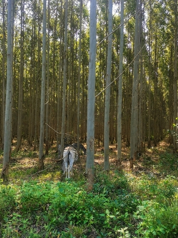 View of zebras grazing among tall thin trees in a lush forest setting in Saint Lucia KwaZulu Natal South Africa.