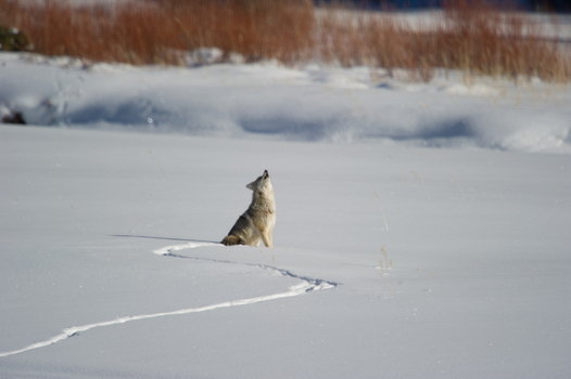 View of a coyote howling in the snow covered landscape of Yellowstone National Park Wyoming United States. View of a coyote howling in the snow covered landscape of Yellowstone National Park Wyoming United States.