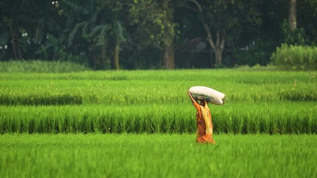 View of a woman carrying a sack through a rice field Bangladesh.