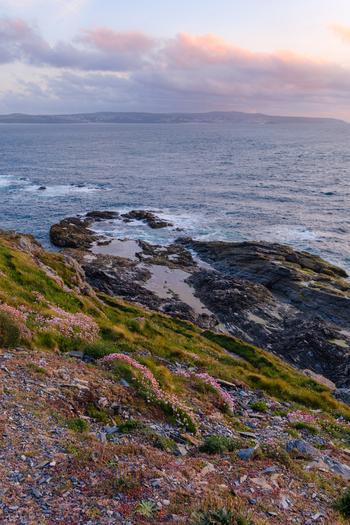 View of rocky cliffs covered in pink wildflowers overlooking the blue sea under a soft sunset sky with pink clouds Hayle Cornwall United Kingdom.