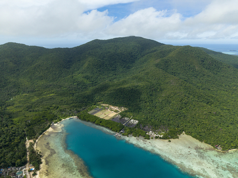Aerial view of the coastline where the turquoise sea meets the lush green forest a vibrant contrast of colors and textures Karimunjawa Central Java Indonesia.