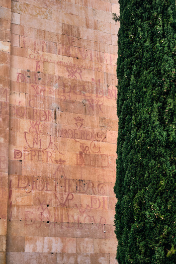 Salamanca Spain 29 November 2025 View of historic red vitor graffiti on a sandstone wall next to a tall cypress tree.
