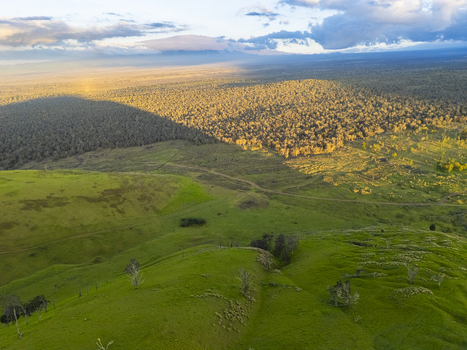 Aerial view of Puu Waawaa cinder cone and the surrounding native forest under golden sunlight with rolling green hills and distant clouds Hawaii County Hawaii United States. Aerial view of Puu Waawaa cinder cone and the surrounding native forest under golden sunlight with rolling green hills and distant clouds Hawaii County Hawaii United States.