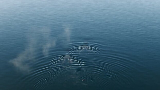 Aerial view of whales surfacing in the ocean Greenland. Aerial view of whales surfacing in the ocean Greenland.