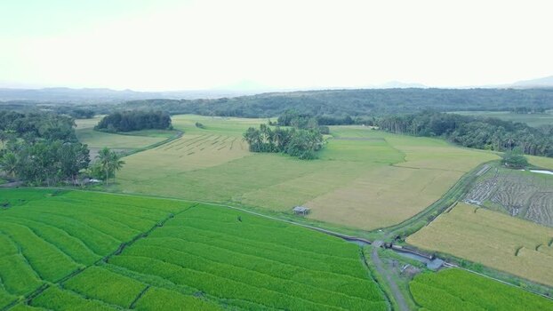 Aerial view of lush green rice terraces and fields in Indonesia.