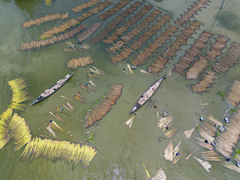Natore Rajshahi Division Bangladesh 25 July 2026 Aerial view of workers in wooden boats processing jute stalks submerged in the water showcasing traditional agricultural practices.