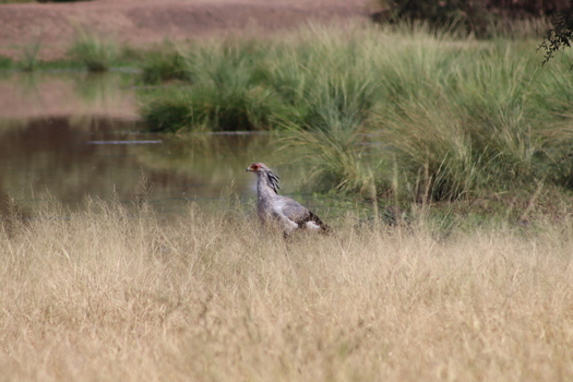 View of a secretarybird standing in the tall dry grass near a waterhole at Tumbeta Private Game Reserve in Thabazimbi Limpopo South Africa.