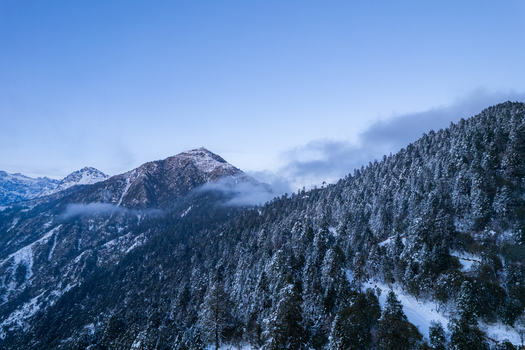 Aerial view of snow covered pine forests and majestic mountain peaks under a clear blue sky in Nepal.