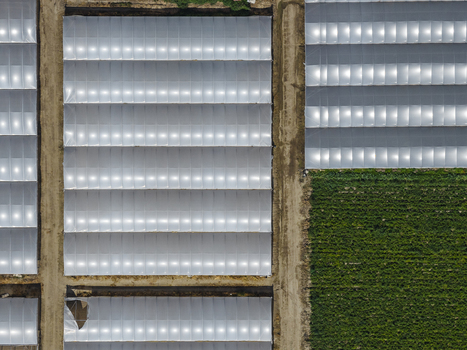 Aerial view of large industrial greenhouses with white plastic covers and dirt paths next to a green agricultural field in Paestum Campania Italy.