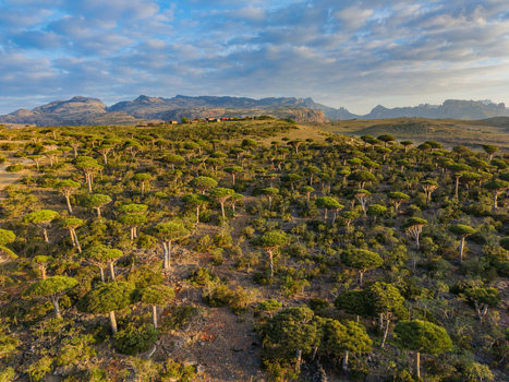 Aerial view of dragon s blood trees paint the landscape in vibrant green contrasting with the rugged mountains Firmihin Socotra Yemen.