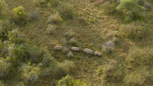 Aerial view of rhinos walking in the savannah South Africa.