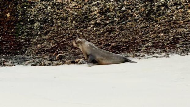 View of seals on a beach with a rocky cliff New Zealand. View of seals on a beach with a rocky cliff New Zealand.