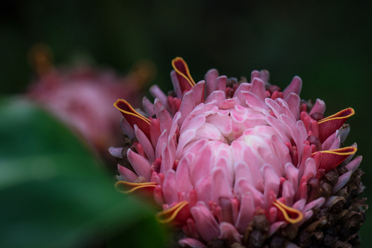 View of a vibrant pink torch ginger flower with intricate layered petals and dark green foliage in Costa Rica.